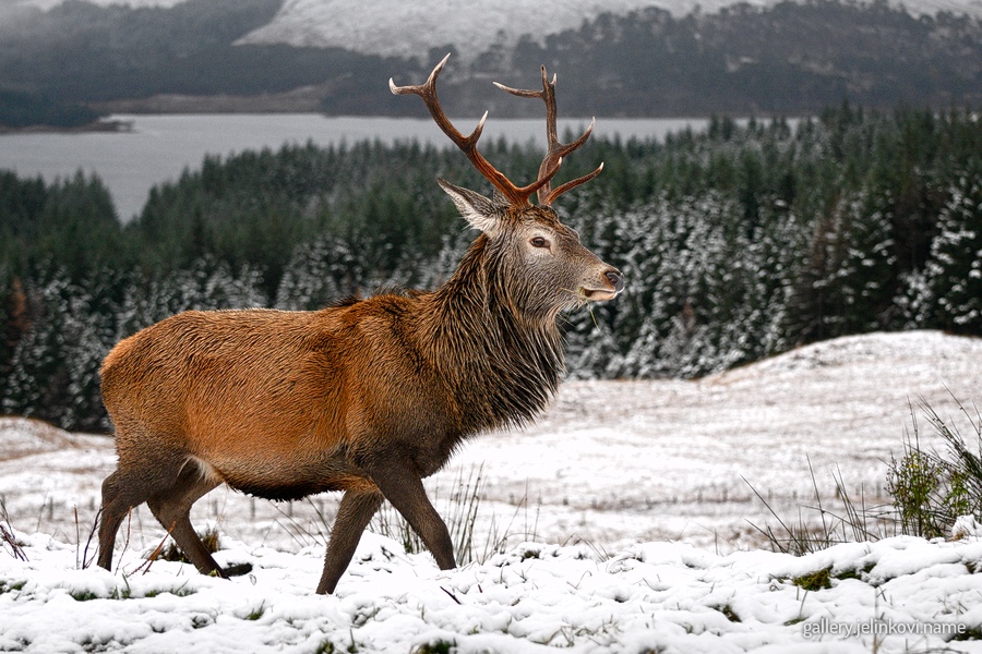Red deer (Cervus elaphus)