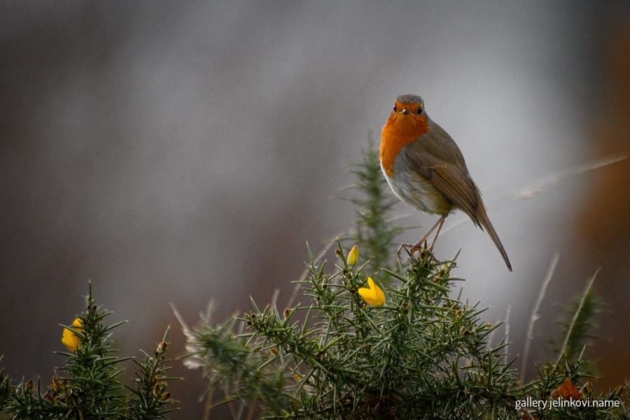 Robin (Erithacus rubecula)