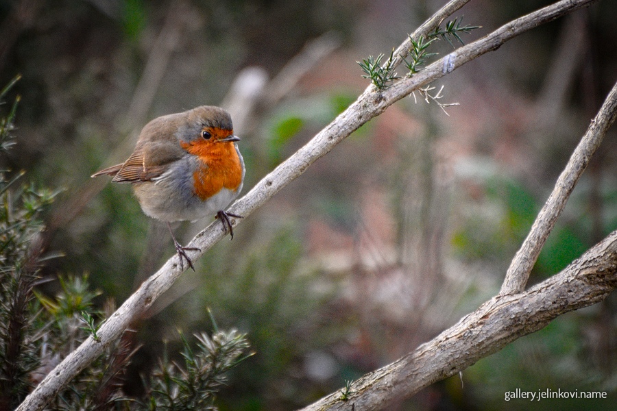 Robin (Erithacus rubecula)