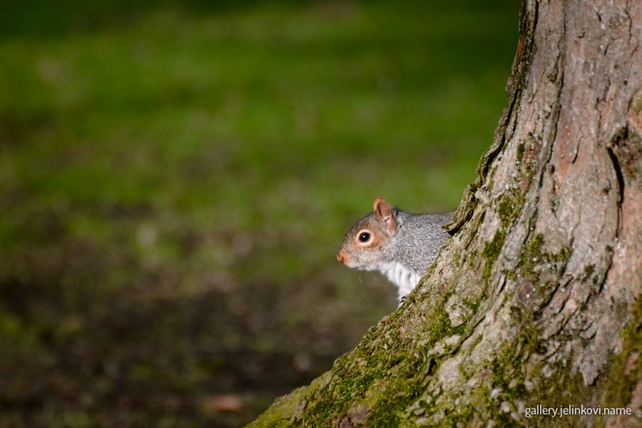 Grey squirrel