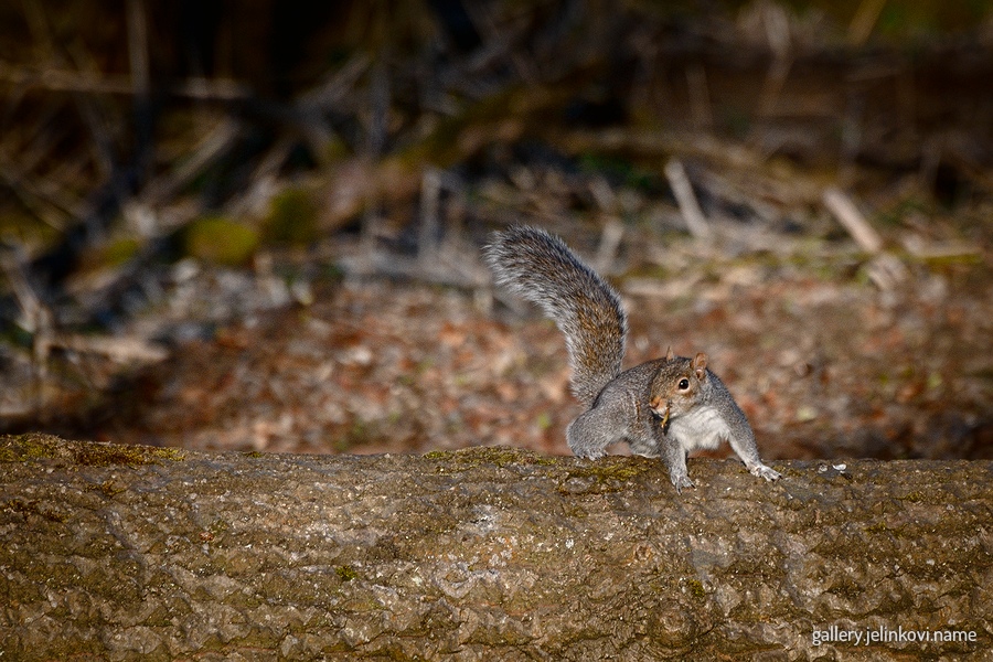 Grey squirrel