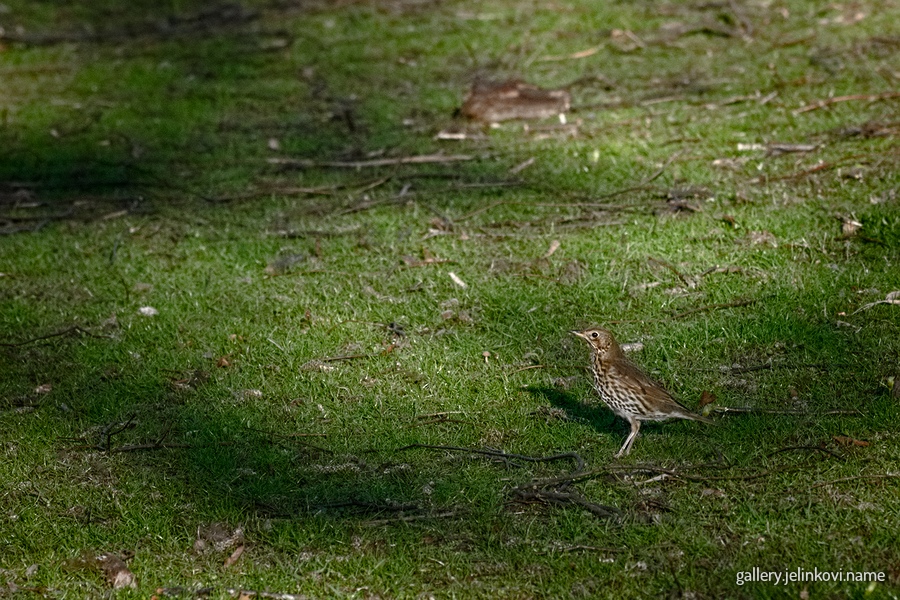Song thrush (Turdus philomelos)