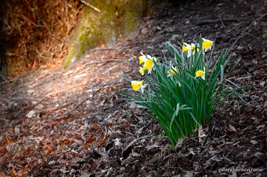 wild daffodil