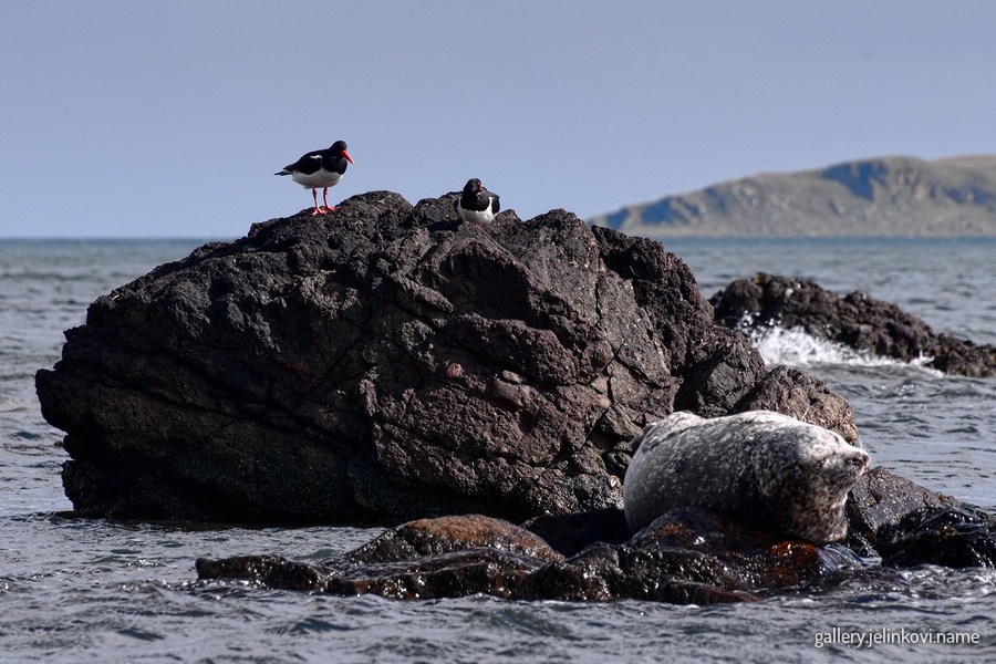 oystercatchers in seal colony