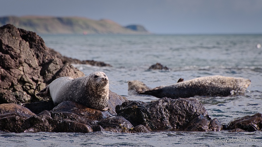 Grey seals
