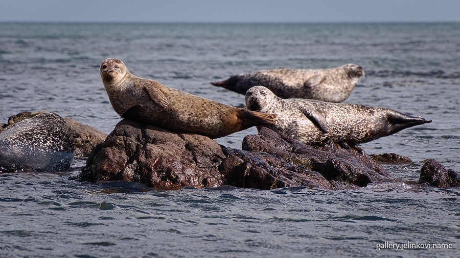 seals