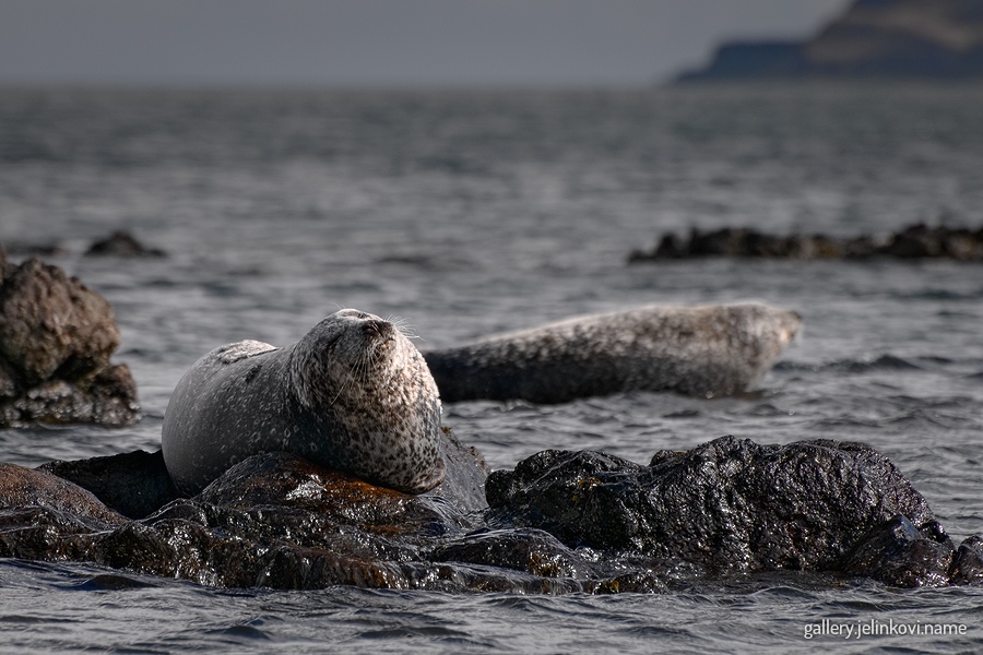 Grey seals