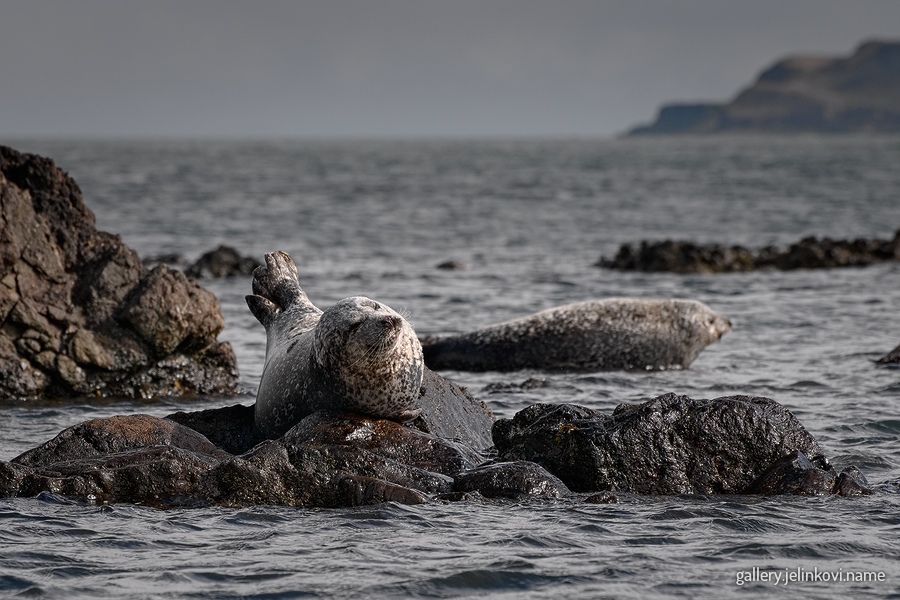 Grey seals