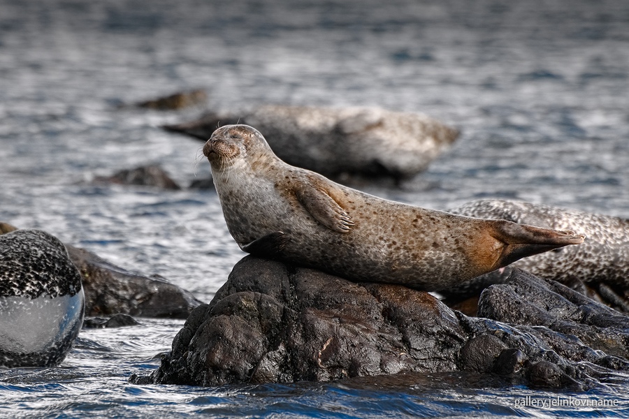 seals